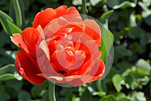 Macro view of fully double tulip with red petals