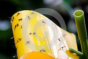 Macro view of fungus gnats stuck to a yellow sticky trap photo