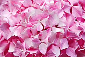 Macro view of gentle pink hydrangea flowers and petals