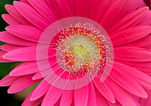 Macro view of a Gerber Daisy