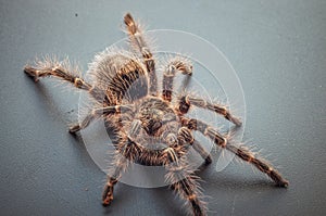 Macro view of Grammostola Pulchripes Tarantula