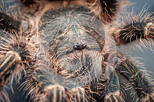 Macro view of Grammostola Pulchripes Tarantula