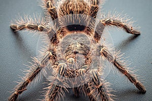 Macro view of Grammostola Pulchripes Tarantula photo