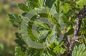 Macro view of green gooseberry bush in early summer.