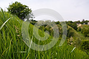 Macro view of green grass with blured landscape of green hills or mountains on the background