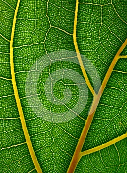 Macro view of green leaf