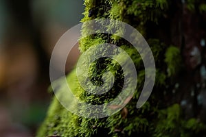 macro view of green moss on tree trunk, in shaded forest