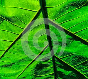 Macro view of green plant leaf