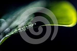 macro view of green wet leaf,