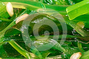 Macro view of healthy food, fresh green seaweed-algae