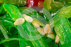 Macro view of healthy food, fresh green seaweed-algae