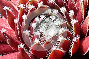 Macro view of hens and chicks succulent plants