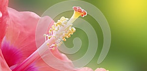 Macro view of hibiscus white flower stamen and pistil with selective focus. Close-up image of stamen of pink Hibiscus flower with