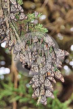 Macro view of an ia cluster of monarch butterflies on a branch.