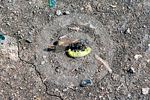 Macro view insect parasitic wasp red banded sand wasp, is species of subfamily Ammophilinae of hunting wasp family Sphecidae