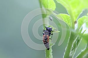 Macro view of a ladybug larva coccinella septempunctata crawling along a potato plant