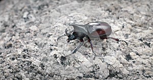 Macro view large male rhinoceros beetle on stone, horned Hercules beetle. Rhino beetle male in the wild