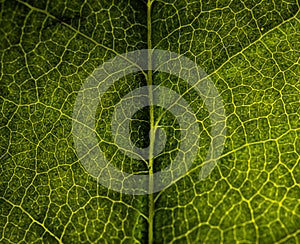 a macro view of leaf structure