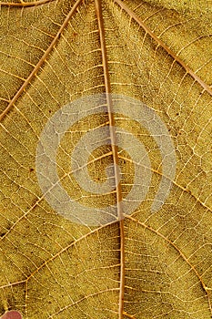 Macro view of leaf veins as texture and background for design. Organic and natural pattern.