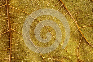 Macro view of leaf veins as texture and background for design. Organic and natural pattern.