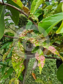 Macro view of leaves covered in galls