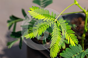 Macro view of leaves on a Sensitive plant