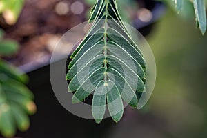 Macro view of leaves on a Sensitive plant