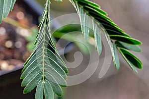 Macro view of leaves on a Sensitive plant