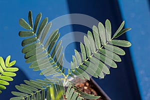 Macro view of leaves on a Sensitive plant