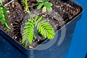 Macro view of leaves on a Sensitive plant