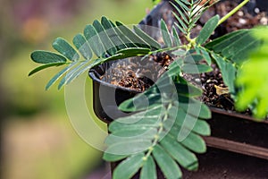 Macro view of leaves on a Sensitive plant