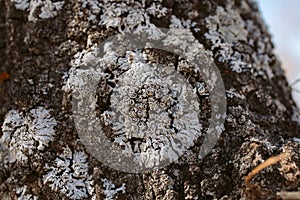 Macro view of lichen and moss. Close up view of lichen on oak tree bark.