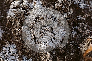 Macro view of lichen and moss. Close up view of lichen on oak tree bark.