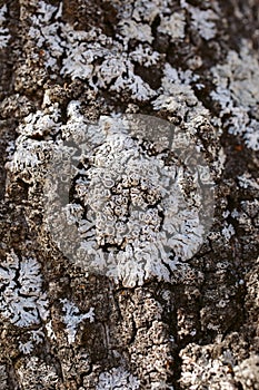 Macro view of lichen and moss. Close up view of lichen on oak tree bark.