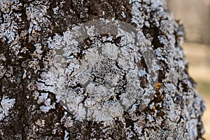 Macro view of lichen and moss. Close up view of lichen on oak tree bark.