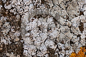 Macro view of lichen and moss. Close up view of lichen on oak tree bark.