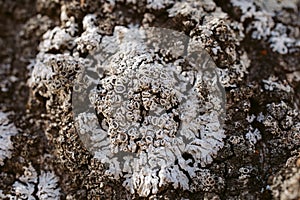 Macro view of lichen and moss. Close up view of lichen on oak tree bark.