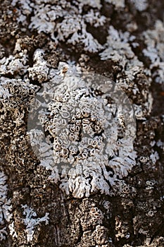 Macro view of lichen and moss. Close up view of lichen on oak tree bark.