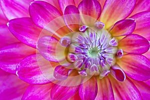 Macro view of lilac flower dahlia