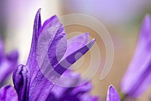Macro view of a little Campanula purple flower. Soft focus, selective focus.