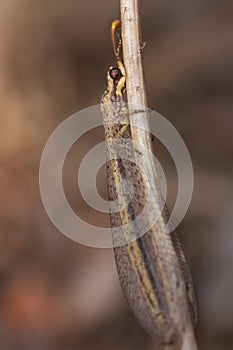 Macro view of a Myrmeleontid & x28;Myrmeleontidae& x29; on brown background