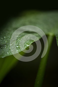 Macro view of nice green tropic leaf nature style