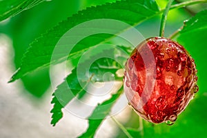 Macro view of one red cherry hanging on a branch with green leaves