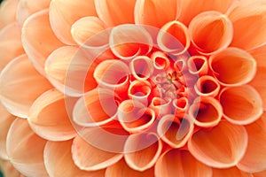 Macro view of orange flower dahlia