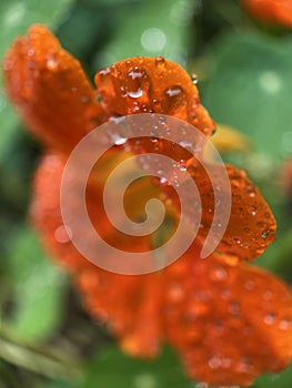 Macro view of orange flower nasturtium petal with dew drops background or wallpaper.