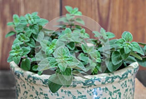 Macro view of an oregano plant.  Selective focus