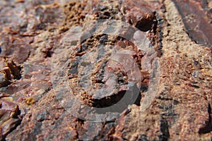 Macro View of Petrified Wood Surface