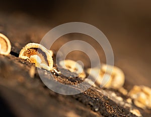 Macro view of pinhead mushrooms.