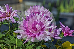 Macro view of pink chrysanthemum flower with water drops on blurred background