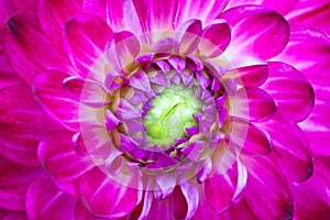 Macro view of pink flower dahlia